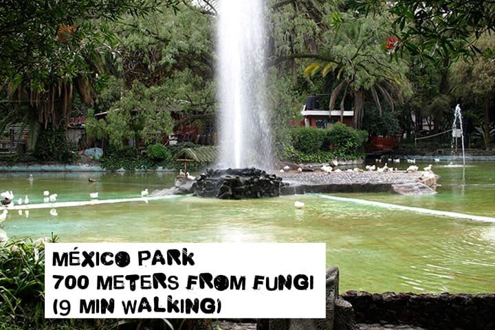 mexico-park-from-fungi-distance-4